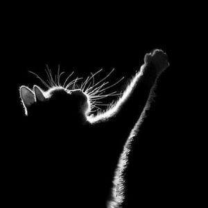 Meet your Posher, Selena